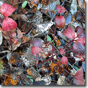 bong watt: collab #1' cover artwork 'bong watt: collab #1' cover artwork