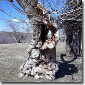 artwork for 'bong watt: collab #4' artwork for 'bong watt: collab #4'