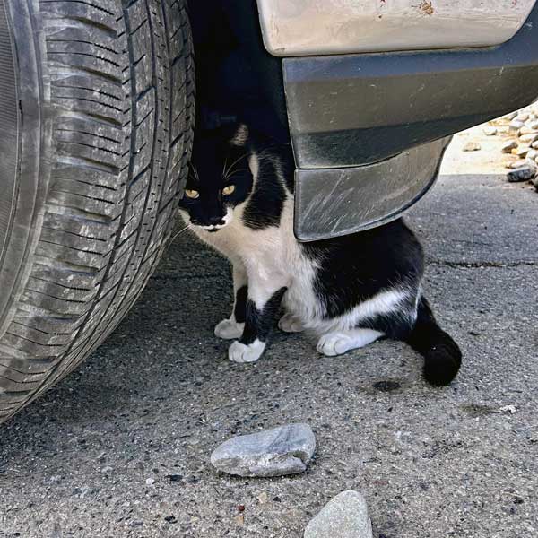 photo by mike baggetta