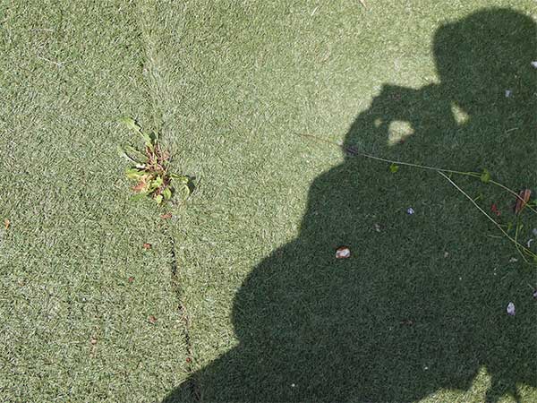 a weed bursting through the astroturf outside the konk pad in southampton, england