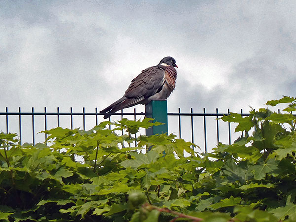 bird at 'media city' in salford part of manchester