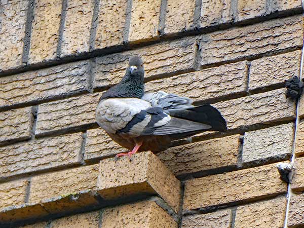 near the gig pad in glasgow